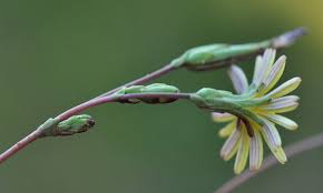 Image result for Lactuca setosa
