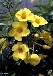 Image result for Allamanda cathartica