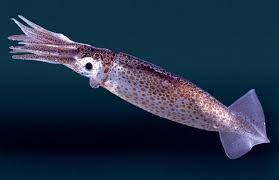 Colossal Squid Big Animals Animals Giant Squid