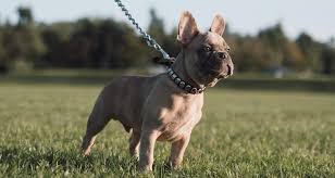Lady gaga's dog walker was shot & her two french bulldogs were stolen weds night in hollywood gaga is offering a $500,000 reward, no questions asked, for the return of her dogs email. Bsyu36yciijwem
