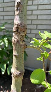 Image result for venturia saliciperda willow tree