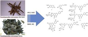 Image result for Pseudospondias