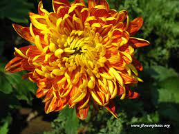 Chrysanthemums Beautiful Flowers And Clean The Air Https Www Houseplant411 Com Askjudy Clean Air Plants Remove Harm Air Cleaning Plants Mums Flowers Flowers