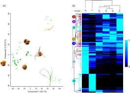 Image result for Sphaerocyperus erinaceus