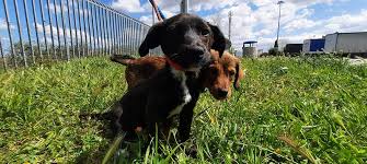 On gumtree we thousands of service offers awaiting for you. Pet Transport Archives Animalcouriers
