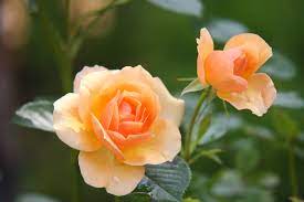 Happy rose day images orange flowers images. Orange Rose Flower In Bloom During Daytime Free Stock Photo