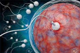 Swimming Sperm Race To Impregnate A Fertile Human Egg 3D Digital  Illustration Stock Photo, Picture and Royalty Free Image. Image 127923898.