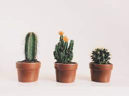 Find out how to care for and grow cacti on hgtv.com. How To Take Care Of Your Cactus So It S Healthy And Happy