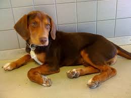 Black And Tan Coonhound Redbone Coonhound Lab Mix Pin On Cute Dogs