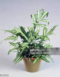 Image result for Pteridaceae