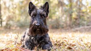 Image result for skotský teriér