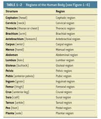 Regions Of The Body Chart Lecture Slide Body Chart