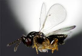 Image result for Platostoma strictum