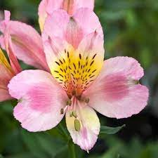 Tall Collection Alstroemeria Plant Supplies Flower Border
