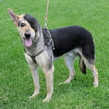 Hello I Know I M Not The Prettiest Dog No One Ever Says Hi To Me Dogs Dog Animals Animal Happy Dogs Pretty Dogs Animals