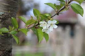Kleine Obstbaume Im Garten 15 Tipps Zu Pflege Und Schnitt Hausgarten Net