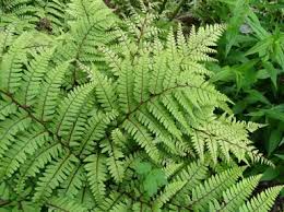 Image result for Athyrium newtonii