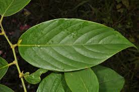 Image result for Bridelia