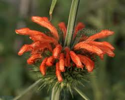 Image result for Leonotis nepetifolia