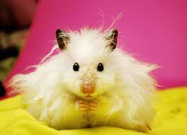 Litters ~ check out current litters on our facebook & instagram ~ past litters coming soon How To Take Care Of A Syrian Hamster