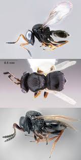 Samurai Wasp Trissolcus Japonicus Parasitizes Halyomorpha Halys The Brown Marmorated Stink Bug Laying Eggs Inside Its B Weird Insects Wasp Bugs And Insects