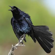 This huge blackbird is hard to ignore due to its boisterous nature. Quiscalus Mexicanus Great Tailed Grackle