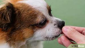 First, your dog must know how to assume the down position. How To Train Your Dog To Roll Over 12 Steps With Pictures