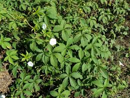 Image result for Merremia