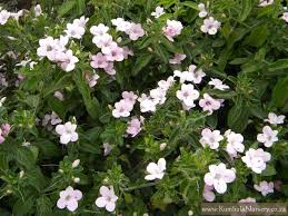 Image result for Barleria setosa