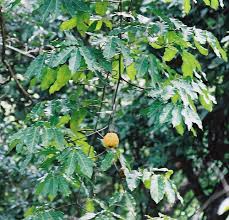 Image result for Landolphia lanceolata