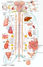 Your Spine Protects The Wiring To All Of The Organs Of Your Body Check Out What A Subluxation Biologicheski Aktivnye Tochki Anatomiya Jogi Anatomiya I Fiziologiya