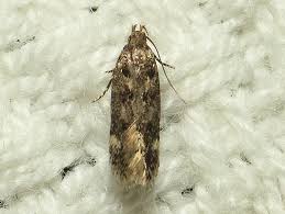 Image result for Bryotropha senectella
