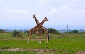 This giraffe is a subspecies of the northern giraffe and is also known as the baringo or ugandan giraffe. Tusk Rothschild Giraffe