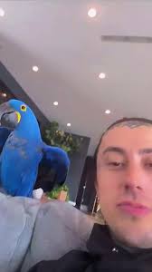 The Cutest Bird Ever! Ronnie Radke Singing and Falling in Reverse Live