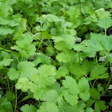 How to select, store and use. Santo Cilantro Vegetables Veseys