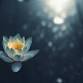 Morning Meditation