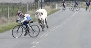 Seems Legit Frases De Ciclismo Humor De Bicicleta Motivacion De Ciclismo