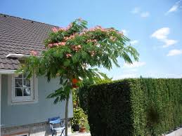 Albizzia Julibrissin Schlafbaum Seidenbaum Exotenfans Forum Schlafbaum Seidenbaum Haus Baume
