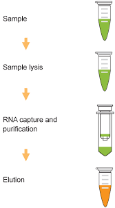 The sample of interest is mixed with the qubit working solution, incubated at room temperature for 2 min, and the fluorescence read. Epiquik Viral Rna Isolation Fast Kit Epigentek