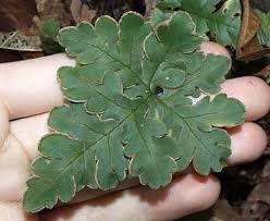 Image result for Doryopteris concolor