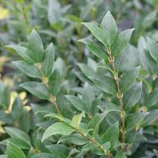 Image result for Ligustrum