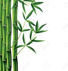 Vector Illustration Of Bamboo Branches On White Background Sponsored Bamboo Illustration Vector Background Wh Illustration Bamboo White Background