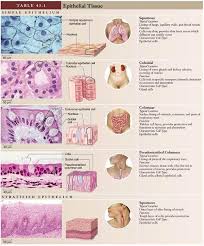 Tissue Tissue Biology Human Anatomy And Physiology Anatomy Study