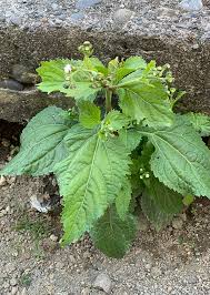 Image result for Adenostemma afrum
