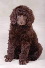 Truffles 7 Weels Poodle Dog Standard Poodle Poodle Puppy