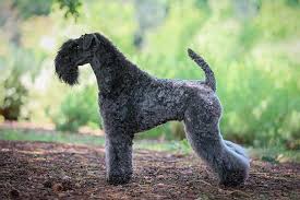 Big dogs can be defined by both their height and weight. 15 Curly Haired Dog Breeds