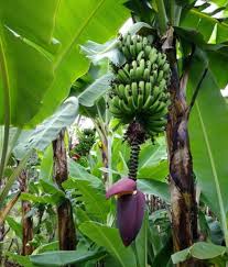 Target.com has been visited by 1m+ users in the past month Will Banana Tree Grow Fruit More Than Once Gardening Landscaping Stack Exchange