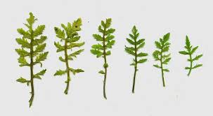 Image result for Rorippa