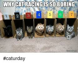 Check spelling or type a new query. Why Cat Racingis Soboring 4 6 Weknow Memes Caturday Caturday Meme On Esmemes Com