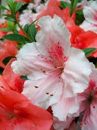 An Entry From Powered By Tumblr Com Azalea Flower Beautiful Flowers Flower Garden